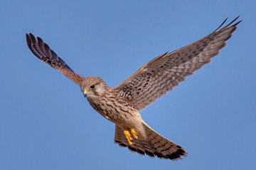 torenvalk (Falco tinnunculus)
